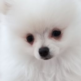 Pomeranians from Lil Foxy Pomeranians