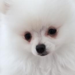 Pomeranians from Lil Foxy Pomeranians