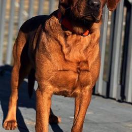 Dakota - Labrador Retriever