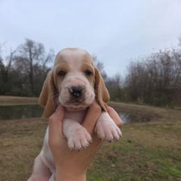 Savanah 2700.00 - Red and white female Basset Hound puppy in Denison, Texas from Emma Lou's Baby Bassets