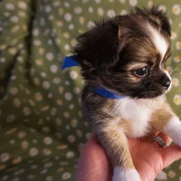 Chihuahua Puppies from Life of Riley's AKC Chihuahuas