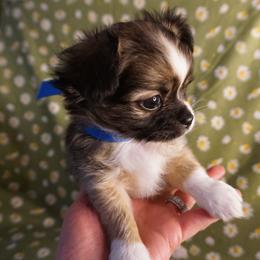 Chihuahua Puppies from Life of Riley's AKC Chihuahuas