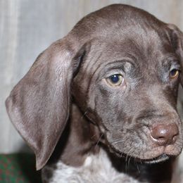 Bailey male 4 - Liver and white German Shorthaired Pointer puppy in Rock Valley, Iowa from Pointers of the Valley