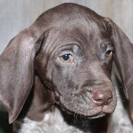 Bailey male 4 - Liver and white German Shorthaired Pointer puppy in Rock Valley, Iowa from Pointers of the Valley