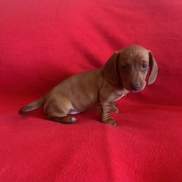 Dachshund Puppies from Krazy Acre Farm