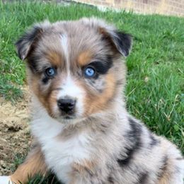 Aussiedoodle and Australian Shepherd Puppies from Wolf Creek Aussies And Aussiedoodles