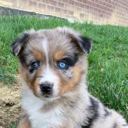 Aussiedoodle and Australian Shepherd Puppies from Wolf Creek Aussies And Aussiedoodles