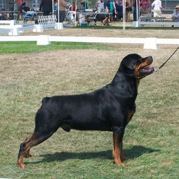 Boom - Rottweiler