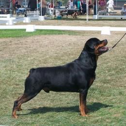 Boom - Rottweiler