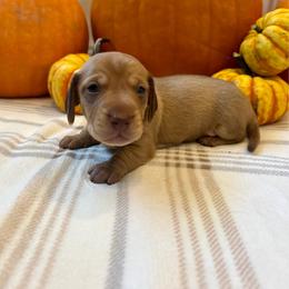 Gamma - Red male Dachshund puppy in Shelley, Idaho from Journey’s End Dachshunds