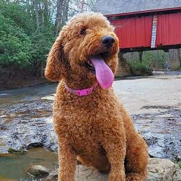 Bo - Goldendoodle