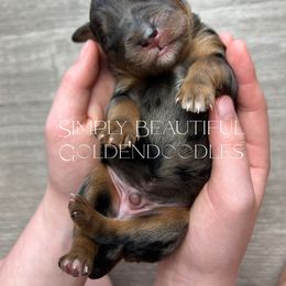 Boy 4 (name pending) - Merle male Goldendoodle puppy in Ottawa, Ohio from Simply Beautiful Goldendoodles