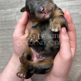 Boy 4 (name pending) - Merle male Goldendoodle puppy in Ottawa, Ohio from Simply Beautiful Goldendoodles