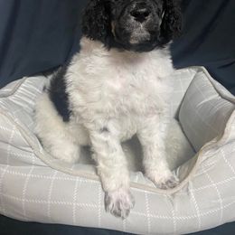 Girl 2 - Poodle puppy in Lehigh Valley, Pennsylvania from Starry Night Multicolored Poodles