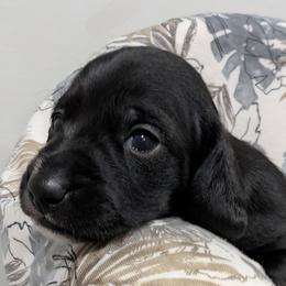 Dachshund Puppies from Goldie Girls Ranch Dachshunds