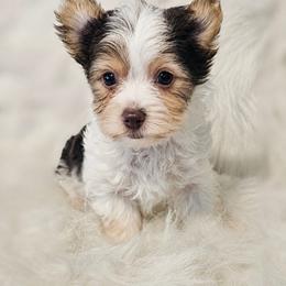 Woody - Parti male Yorkshire Terrier puppy in Hamilton, Ohio from Purebred Yorkies of Ohio
