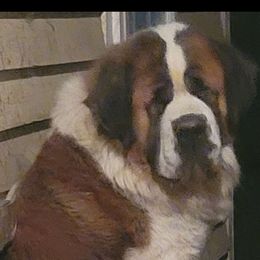 Kratos - Saint Bernard