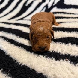 Simba - Red  male Goldendoodle puppy in Jacksonville, Florida from Dandelion Doodles