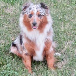 Toy Australian Shepherds from AB Toy Aussies