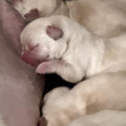 Girl - Yellow female Labrador Retriever puppy in Marydel, Maryland from Andover Meadow Farm