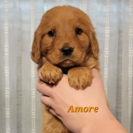 Amore - Dark golden male Golden Retriever puppy in Scurry, Texas from 07 Seven Oaks Goldens and Doodles