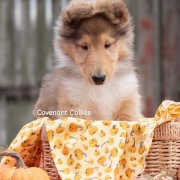 Harvest - Sable male Collie puppy in Manhattan, Kansas from Covenant Collies
