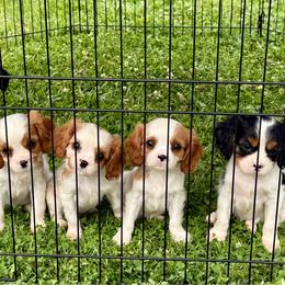 Cavalier King Charles Spaniel puppies from Haven Farms Cavaliers