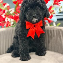 Daisy - Black and white female Cavapoo puppy in Apple Valley, California from Fletcher Fuzzy Friends