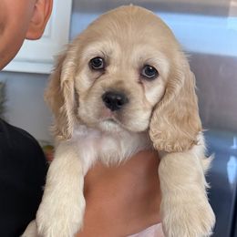 Cocker Spaniel Puppies from Aurora's Cocker Spaniels