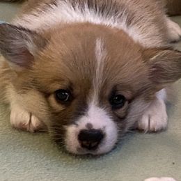 Pembroke Welsh Corgis from Wild Rose Pembroke Welsh Corgis