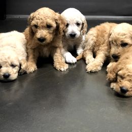 Goldendoodles from Lake Mountain Pups