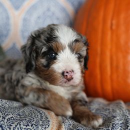 Bernedoodle Puppies from DoodlyDoodlyDoodles