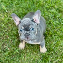 Ross - Tricolors male French Bulldog puppy in South Bend, Indiana from Furever Faithful Frenchies LLC