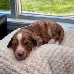 Hugo Boss - Blue merle male Aussiedoodle puppy in Decatur, Illinois from Signature Doodles