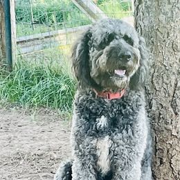 Kimber Lou - Saint Berdoodle
