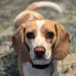 Bonnie - Beagle