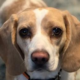 Bonnie - Beagle
