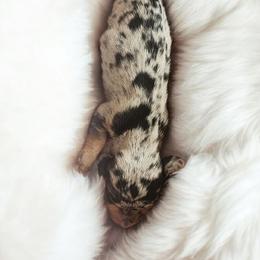 Cox Puppy - Dapple female Dachshund puppy in East Bend, North Carolina from Yadkin Valley Dachshunds