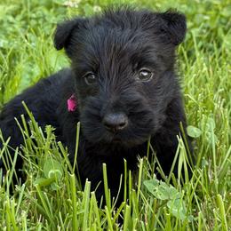 Sophie - Black female Scottish Terrier puppy in Mount Joy, Pennsylvania from K&M Kennel