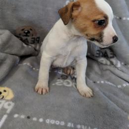 Browny - Tri-colored male Parson Russell Terrier puppy in Phelan, California from Elite Parson Russells