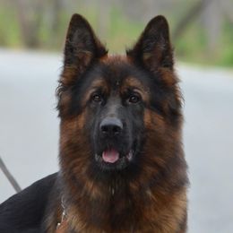 Octa Rim Trotter - German Shepherd
