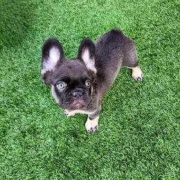 Baby Grizzly - Black and tan male French Bulldog puppy in Las Vegas, Nevada from Fabulousbulldogs LLC