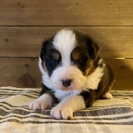Encore - Black tri-color male Australian Shepherd puppy in Kearney, Nebraska from Helix Aussies