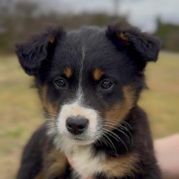 Raven - Girl 2 - Black tri female Miniature Australian Shepherd puppy in Murfreesboro, Tennessee from Norby's Mini Aussies