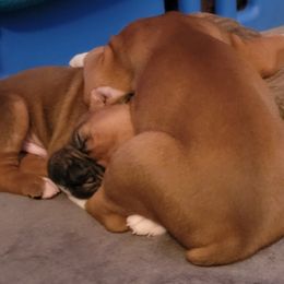 Boxer Puppies from Jewel Ridge