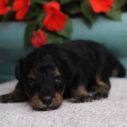 Luke - black phantom - Phantom male Poodle puppy in Goliad, Texas from Sassy Lil Aussies and Diamond W Poodles