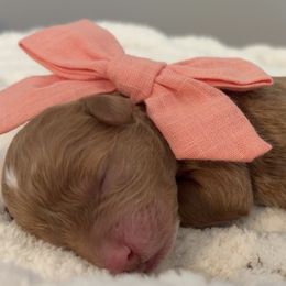 Light pink collar - Red  female Goldendoodle puppy in Trenton, Tennessee from Pickard’s country Golden doodles