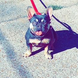 N/a - French Bulldog