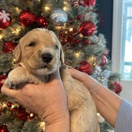 Dexter - Apricot male Goldendoodle puppy in Prosperity, Pennsylvania from Stelladoodles & Company