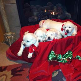 Golden Retriever Puppies from Akela Goldens